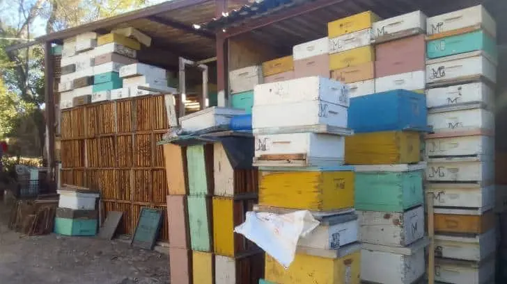 Actividad apícola está en jaque, advierten productores