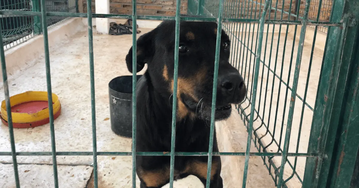 Control Animal de Cajeme resguardó a 47 perros agresivos en 2022