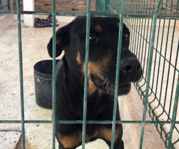 Control Animal de Cajeme resguardó a 47 perros agresivos en 2022