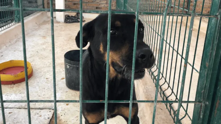 Los perros son resguardados y atendidos para ser reintegrados. (Foto: Ana Camargo/EXPRESO)