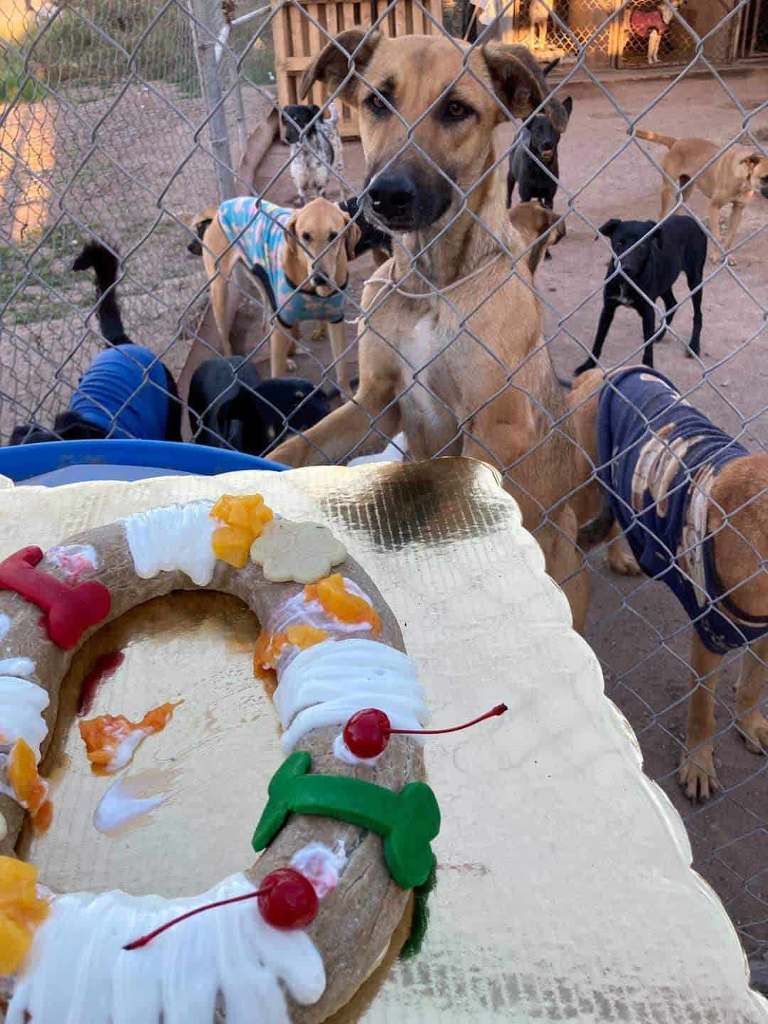 Celebran caninos Día de Reyes con rosca en Navojoa