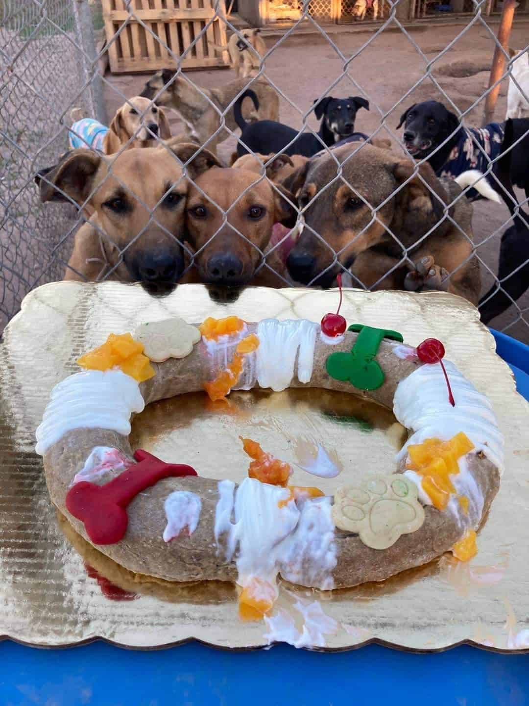 Celebran caninos Día de Reyes con rosca en Navojoa