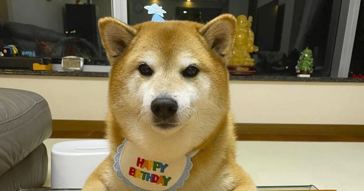 Cheems celebra su cumpleaños