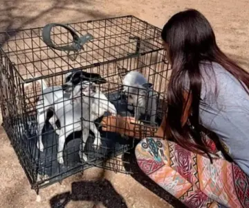 Nogales tiene primer lugar en esterilización de mascotas en Sonora
