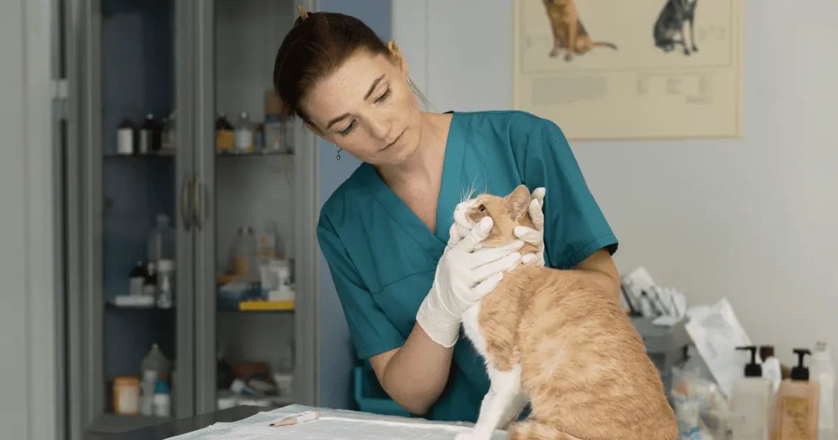 Buscan creación de clínica veterinaria pública en Hermosillo