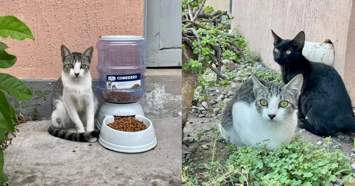 Cobach Villa de Seris brinda hogar a gatos callejeros