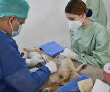 Primera jornada de esterilización de mascotas del año en Nogales