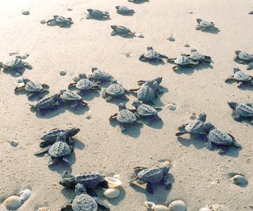 Liberan más de seis mil tortugas en San Carlos y Guaymas