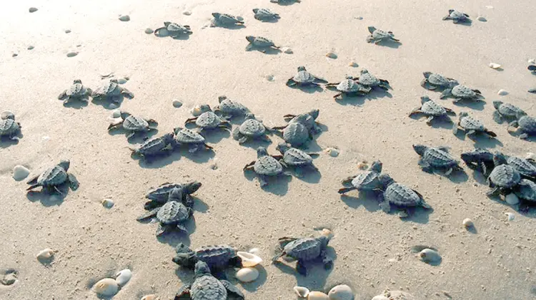 La última liberación de tortugas se realizó el pasado 31 de diciembre. (Foto: Especial/EXPRESO)