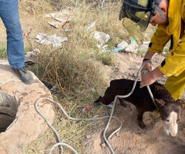 Rescatan perrita que cayó en alcantarilla de 5 metros de profundidad