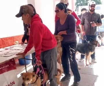 Responden hermosillenses a jornada de vacunación canina y felina