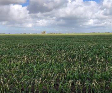 Frente frío ha dejado daños en cultivos del Valle del Yaqui