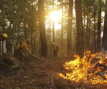 Medio ambiente en México se encuentra muy dañado: Profepa