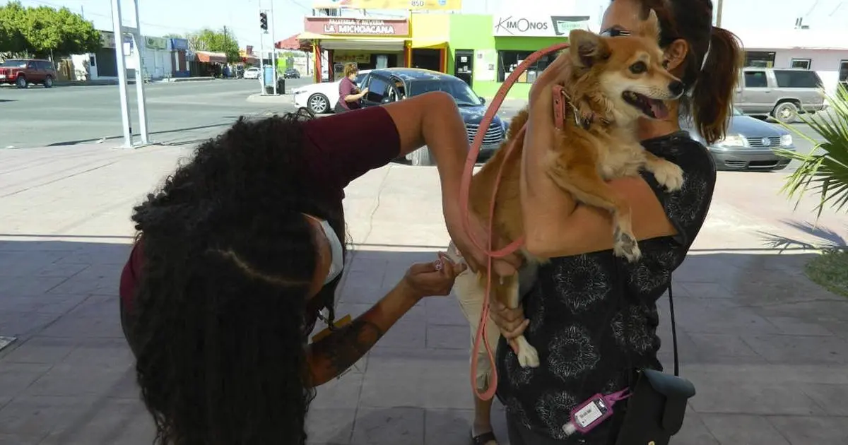 Ayuntamiento garantizará prevención contra la rabia en mascotas