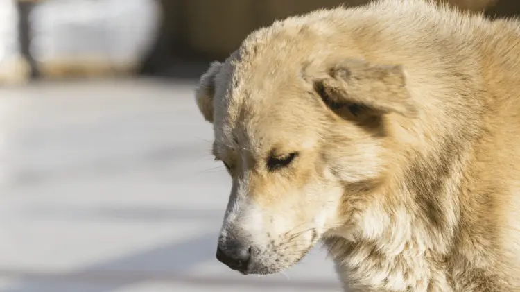 Las temperaturas superiores a 40 grados en Hermosillo afectan a las mascotas (Foto: Archivo/EXPRESO)
