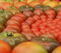 México responderá a arancel al tomate con medidas del Plan México