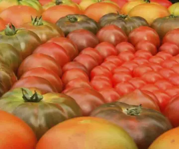 México responderá a arancel al tomate con medidas del Plan México