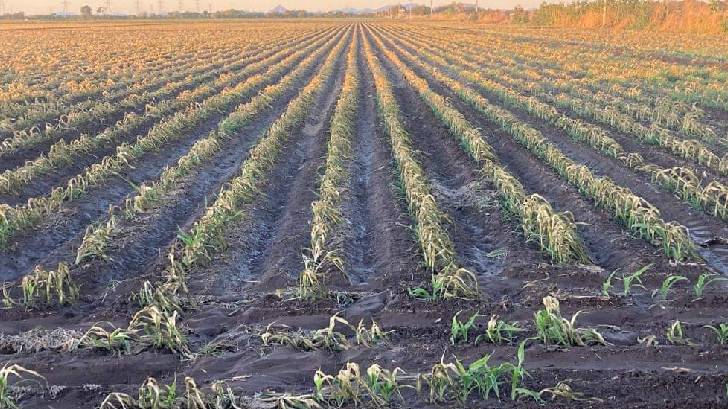 Productores agrícolas al sur de Sonora recibirán apoyo ante sequía