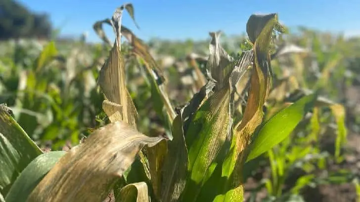 Heladas afectan campos agrícolas en valles de Guaymas-Empalme