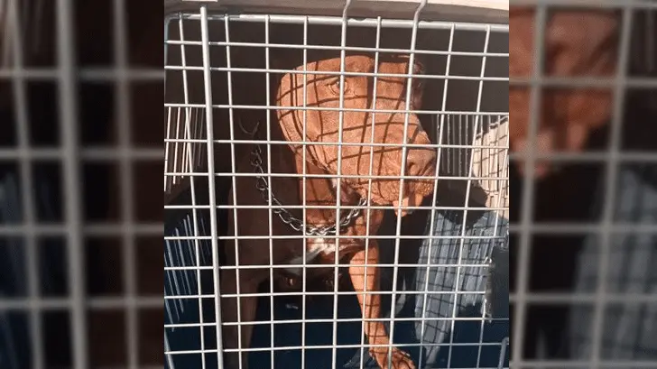 Aclaran que perro pitbull que atacó a policía está en rehabilitación 