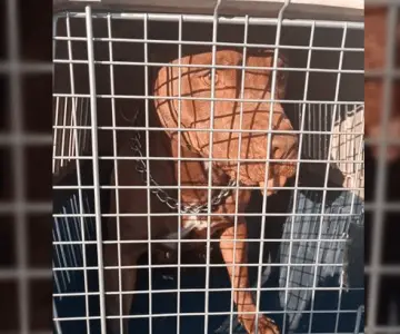 Aclaran que perro pitbull que atacó a policía está en rehabilitación 