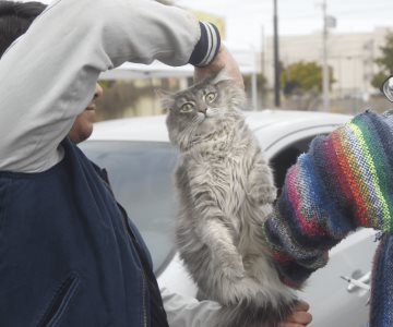 Vacunan contra la rabia a sus mascotas en modalidad Drive Thru