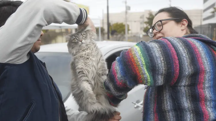 Las vacunas antirrábicas fueron aplicadas a perros y gatos. (Foto: Jesús Ballesteros/EXPRESO)