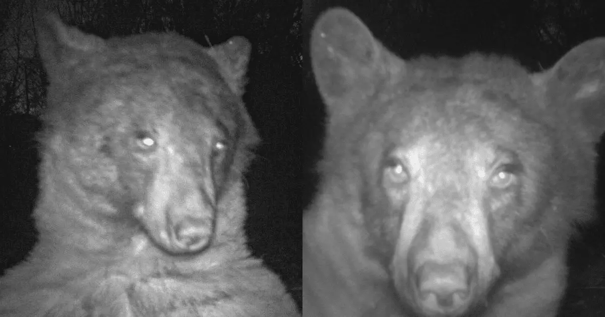 Oso conmueve a internautas tras tomarse 400 selfies