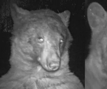 Oso conmueve a internautas tras tomarse 400 selfies