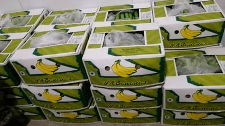 Aseguran cocaína en camión cargado de plátanos