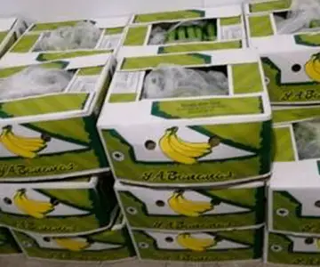 Aseguran cocaína en camión cargado de plátanos