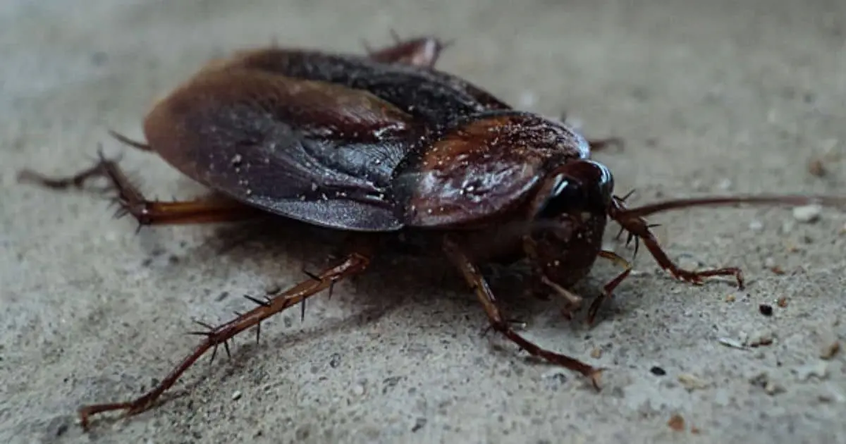 Bautiza una cucaracha con el nombre de tu ex; zoológico lanza convocatoria