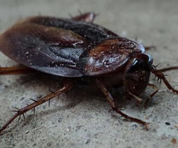 Bautiza una cucaracha con el nombre de tu ex; zoológico lanza convocatoria