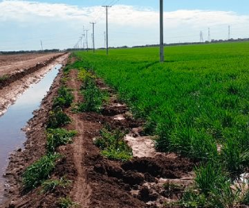 Bajas temperaturas benefician cultivos del Valle del Yaqui