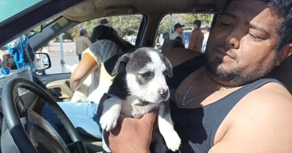 Lleva a sus 7 cachorros a vacunación antirrábica Drive Thru