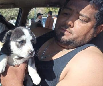 Lleva a sus 7 cachorros a vacunación antirrábica Drive Thru