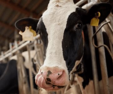 Encabeza Cajeme producción lechera de Sonora