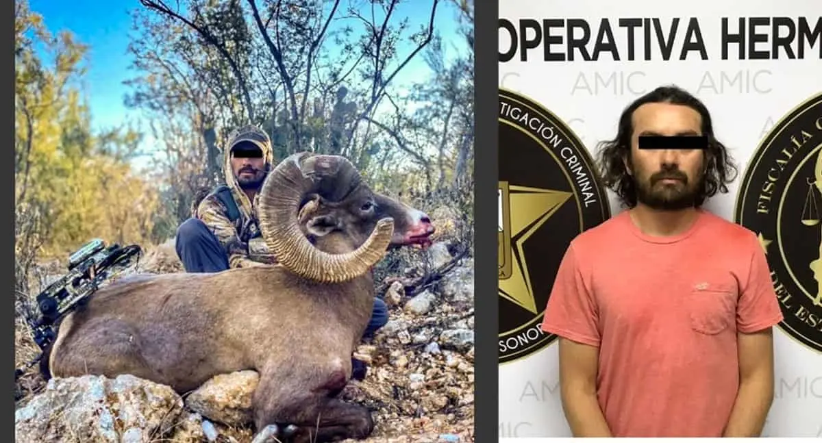 Capturan a cazador furtivo; llevaba cornamenta de borrego cimarrón