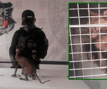 Rescatan a gato egipcio con signos de maltrato en Cereso de Ciudad Juárez