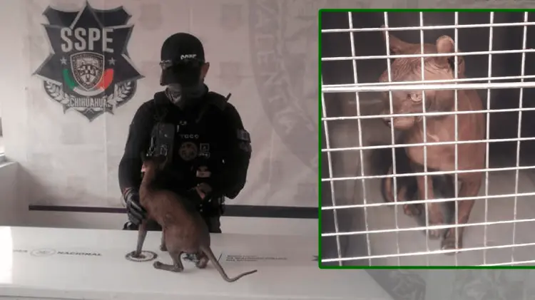 Foto: Especial / EXPRESO