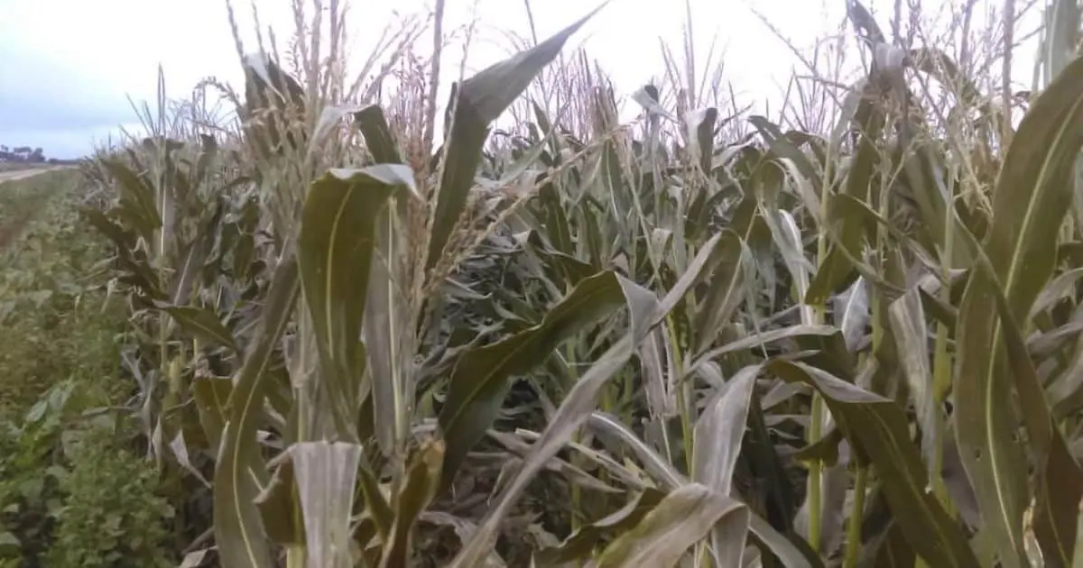 Bajas temperaturas deja pérdidas mínimas en el Valle del Mayo