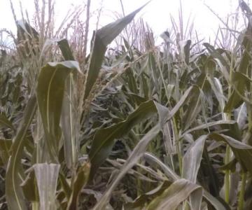 Bajas temperaturas deja pérdidas mínimas en el Valle del Mayo