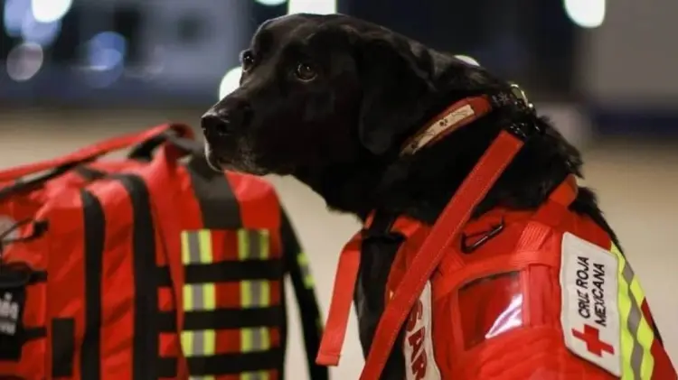 Foto: Binomio canino de la Cruz Roja Mexicana trabaja en labores de rescate en Turquía (Especial/EXPRESO)