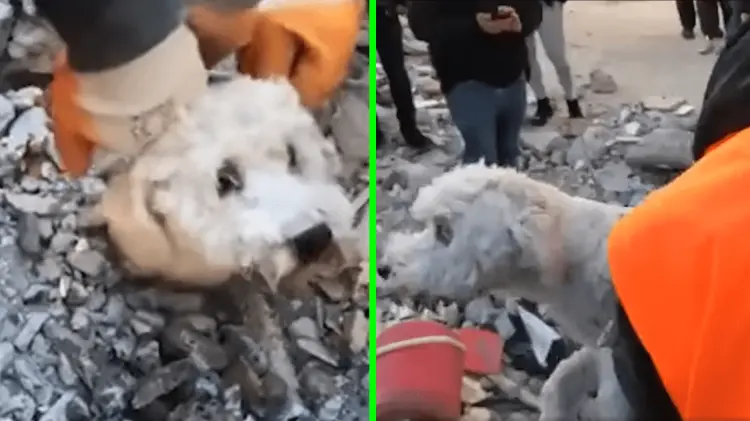El video que circula en redes muestra cómo logró ser rescatado el perrito. (Foto: Especial/EXPRESO)
