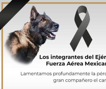 Cumpliste con tu misión; muere Proteo, perro rescatista mexicano