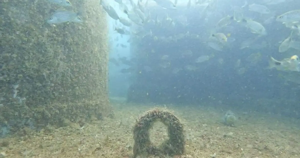 Proyectan nuevo arrecife artificial en aguas de San Carlos