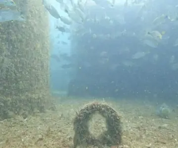 Proyectan nuevo arrecife artificial en aguas de San Carlos
