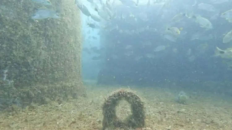 Arrecife en el buque Ex Santos, hundido en marzo de 2022. (Foto: Cortesía de José Luis Chávez, instructor de El Mar Diving Center).