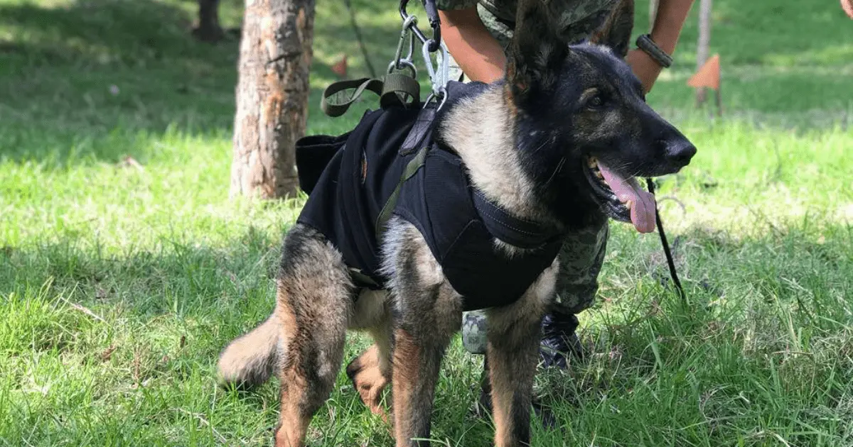 Sedena aclara los motivos de la muerte de Proteo, perro rescatista