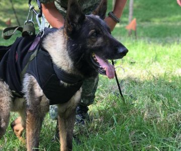 Sedena aclara los motivos de la muerte de Proteo, perro rescatista